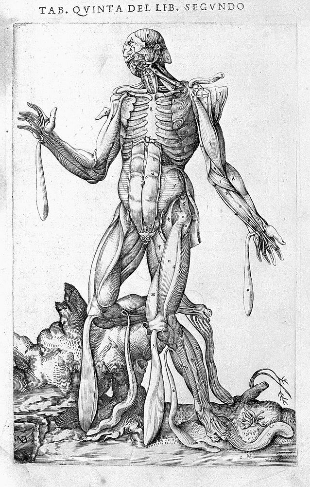 Male figure, skin removed to expose muscle.