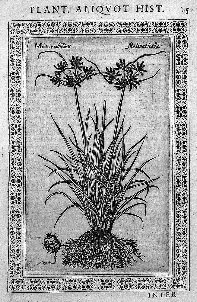 [Phytobasanos] sive plantarum aliqvot historia. In qva describvntvr diversi generis plantæ veriores, ac magis facie…