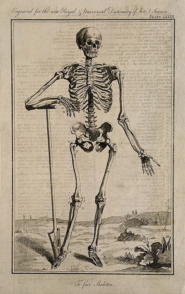 A human skeleton, seen from the front, resting the bones of his left forearm on a spade handle, after Vesalius. Engraving…