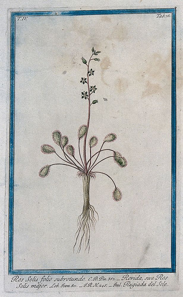 Sundew (Drosera sp.): entire flowering and fruiting plant with seeds. Coloured etching by M. Bouchard, 177-.
