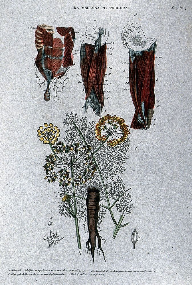 Top, muscles of the abdomen and hip; bottom, the plant asafoetida. Coloured engraving, 1834-1837.