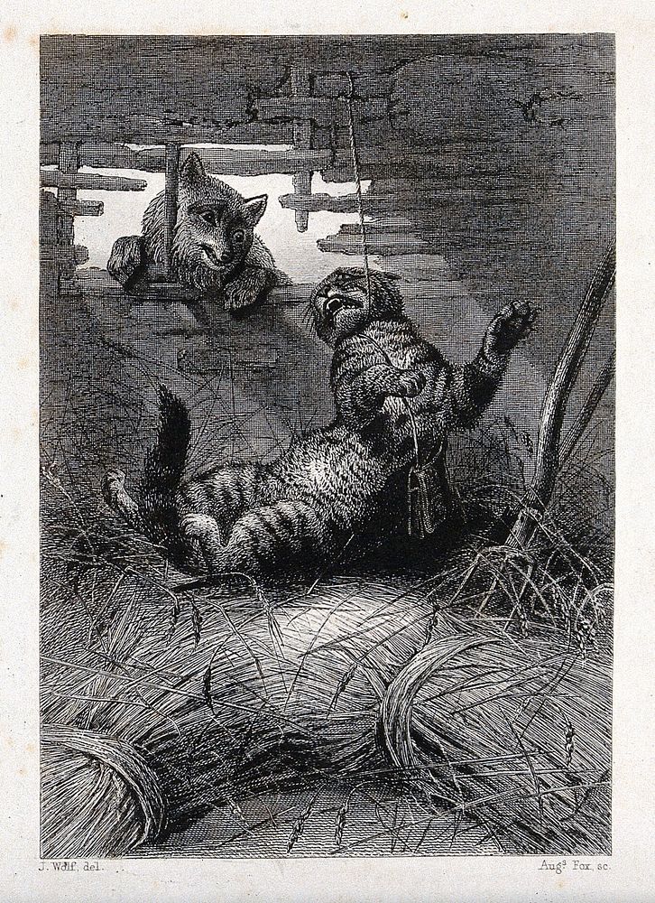 A cat is caught and strangulated by a rope in a haybarn with a fox looking on. Etching by A. Fox after J. Wolf.