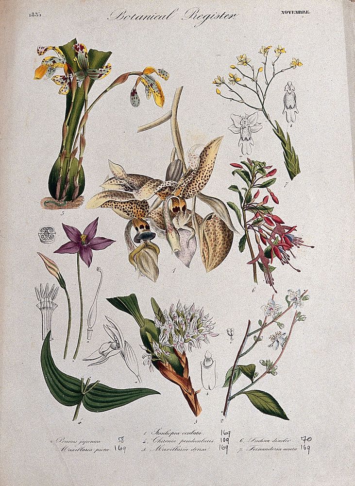 Seven plants, including four orchids and a fuchsia: flowering stems. Coloured etching, c. 1835.