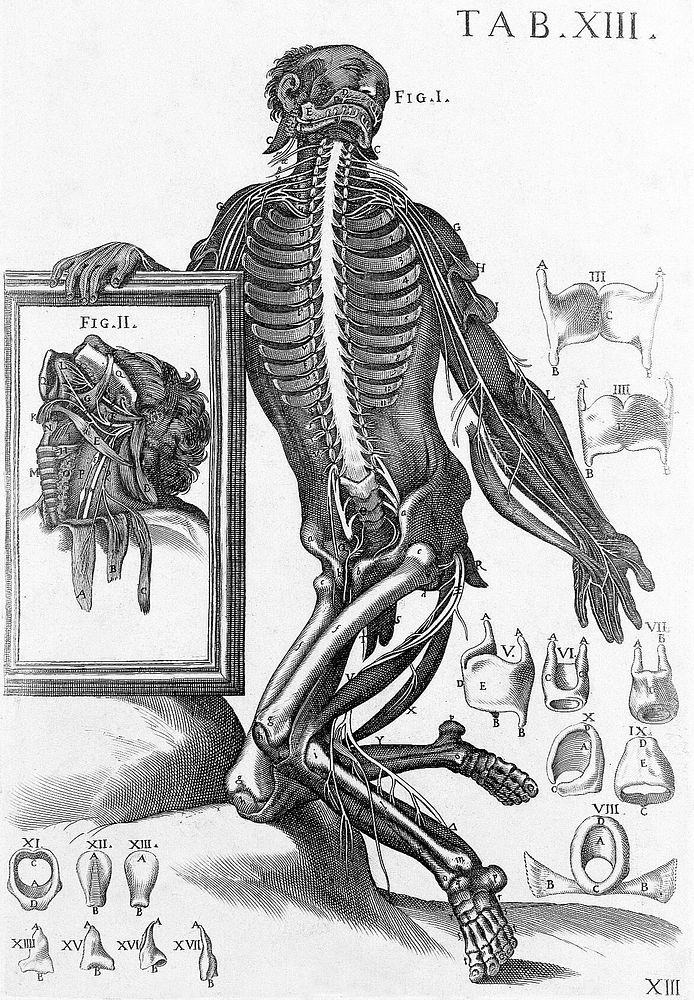 Tabulae anatomicae a ... P.B. ... delineatae, & egregie aeri incisae. Nunc primum prodeunt / et a Cajetano Petrioli ...…