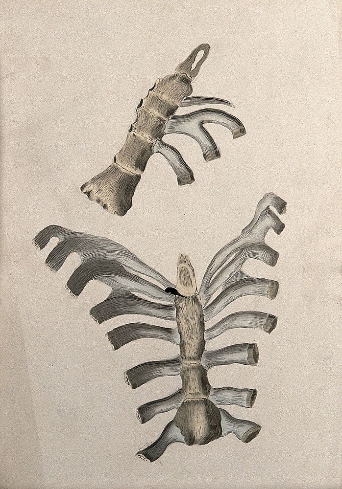 Ribs and sternum: two figures. Ink and watercolour, 1830/1835, after W. Cheselden, ca. 1733.