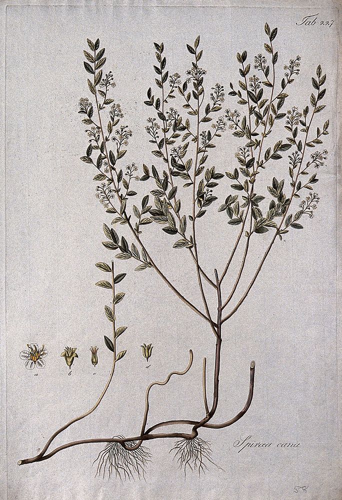 Spiraea cana: flowering stem with root and separate floral segments. Coloured etching after J. Schütz, c.1802.