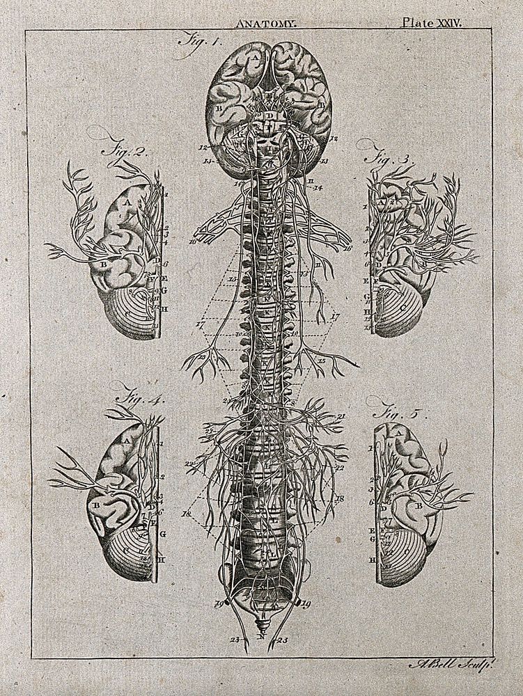 Nervous system: five figures, showing the nerves, brain and spine. Line engraving by A. Bell after Eustachius, 1788/1797.
