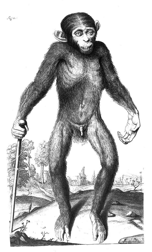 Orang-outang, sive homo sylvestris: or, the anatomy of a pygmie compared with that of a monkey, an ape, and a man. To which…