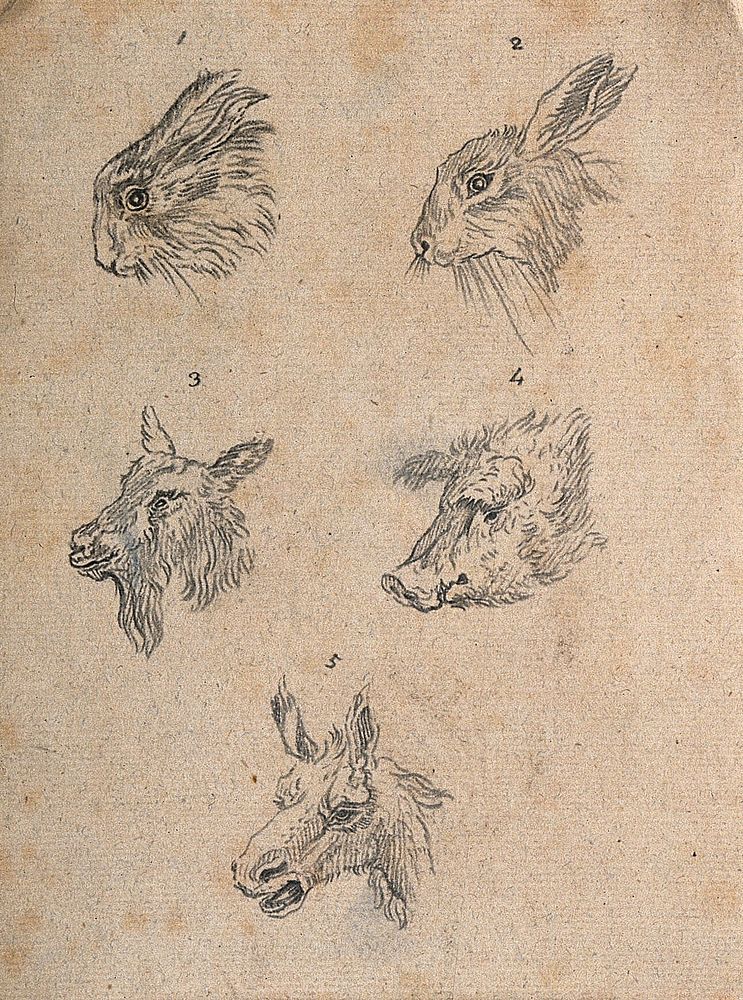 Heads of hares, a goat, a boar, and an ass. Drawing, c. 1789.