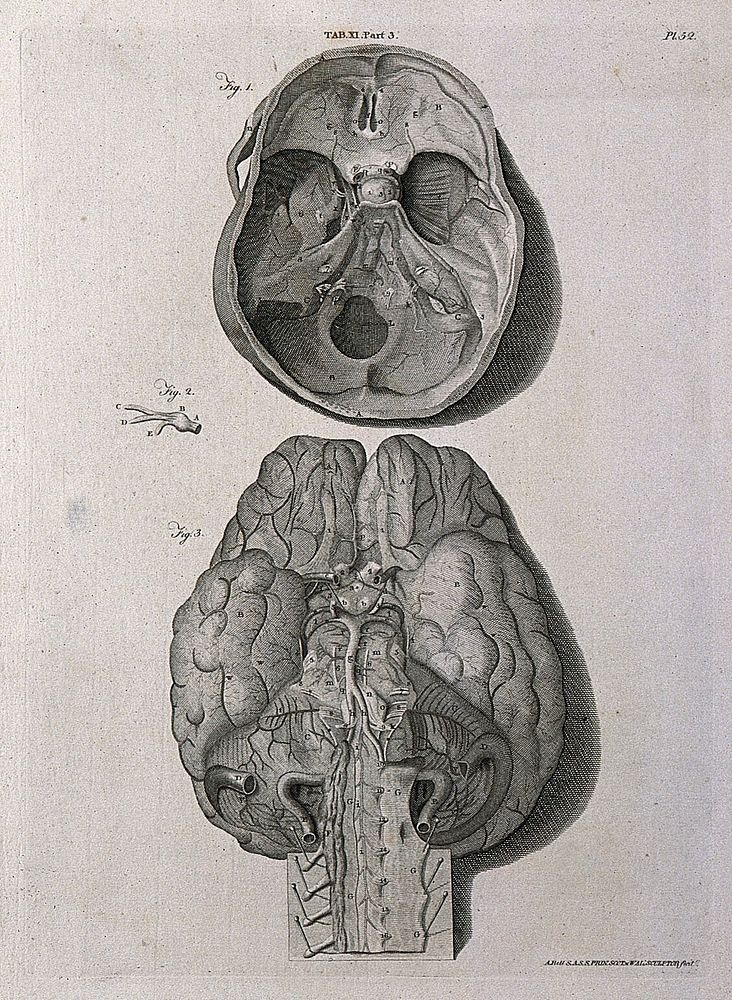 The base of the skull (above) and the base of the brain (below). Line engraving by A. Bell after G. Bidloo, 1798.