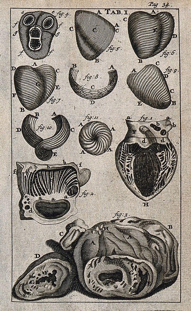 The heart and its muscle fibres. Engraving, 1686.