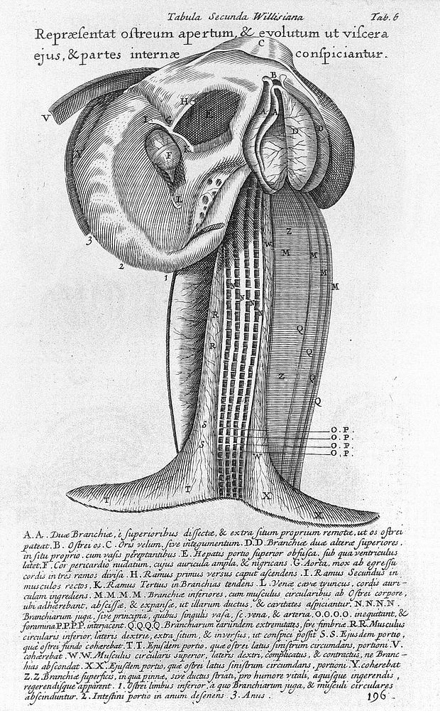 Conchyliorum bivalvium utriusque aquae exercitatio anatomica tertia. Huic accedit dissertatio medicinalis de calculo humano…