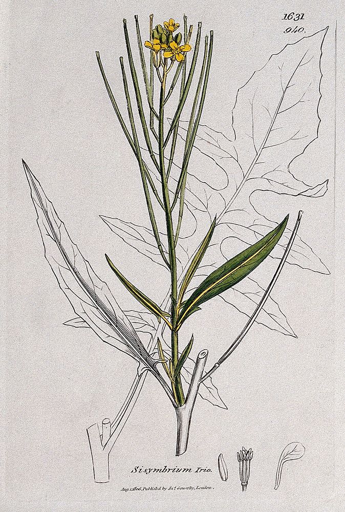 London rocket (Sisymbrium irio): flowering stem, leaf and floral segments. Coloured engraving after J. Sowerby, 1806.