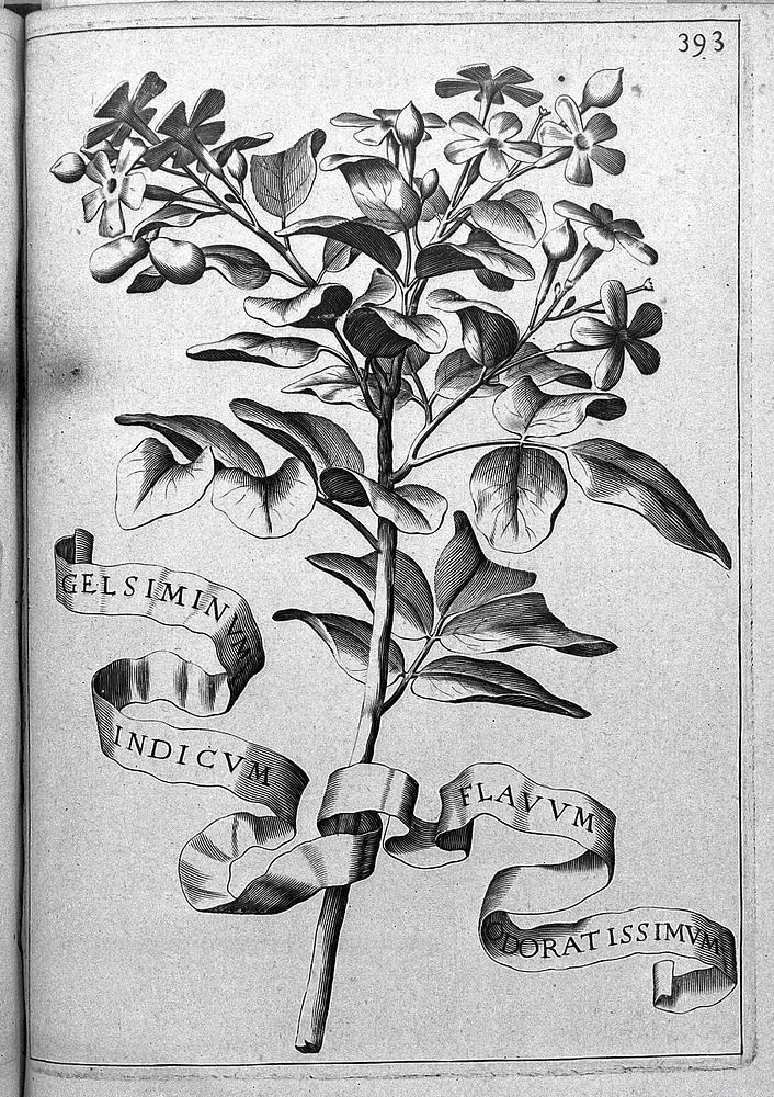 Flora, seu de florum cvltvra lib. IV / [Giovanni Battista Ferrari].