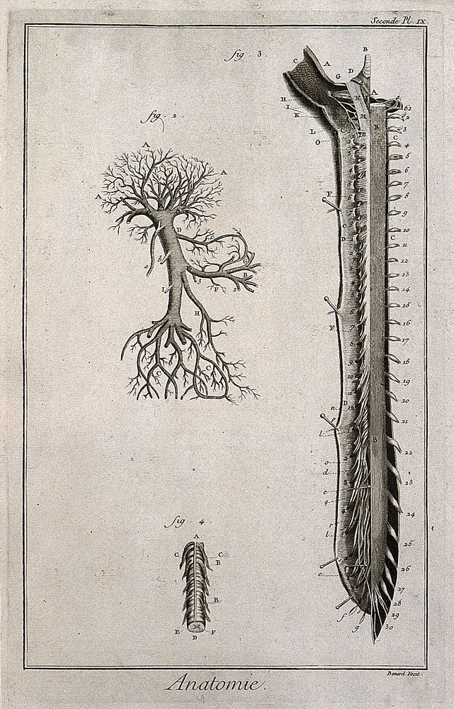 Portal vein (fig. 2); spinal cord (figs 3-4) after Huber. Engraving by Benard, late 18th century.