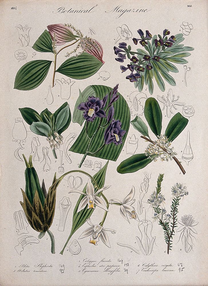 Seven garden plants, including two orchids: flowering stems and floral segments. Coloured etching, c. 1834.