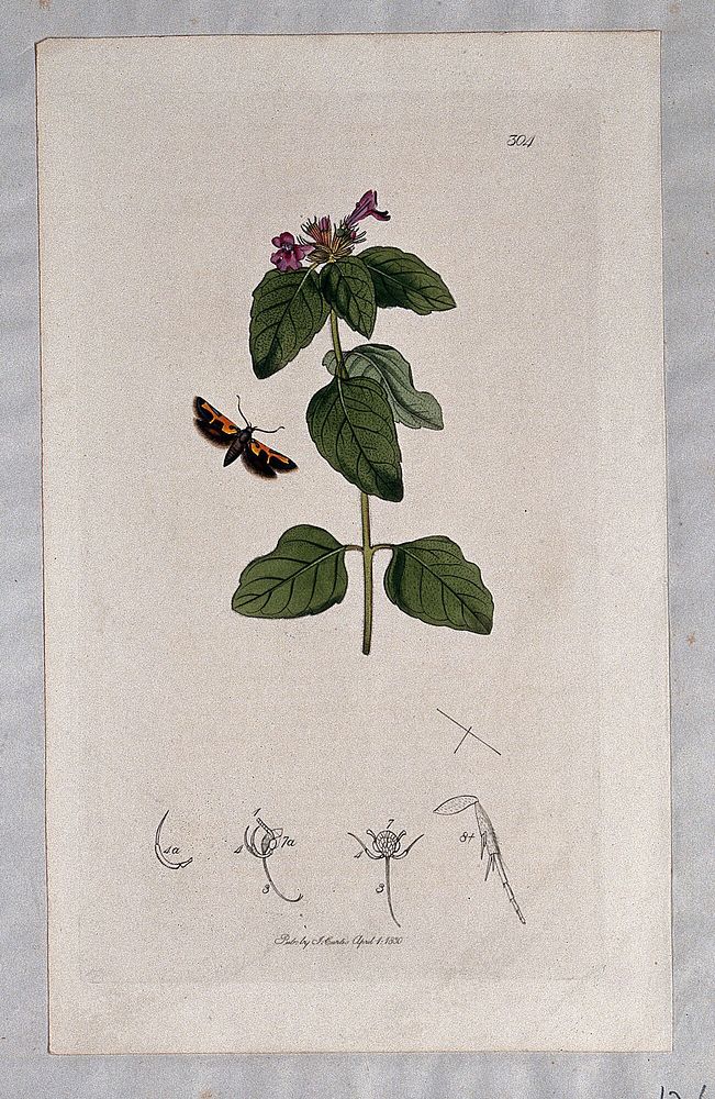 Calamint plant (Calamintha species) with an associated butterfly and its abdominal segments. Coloured etching, c. 1830.