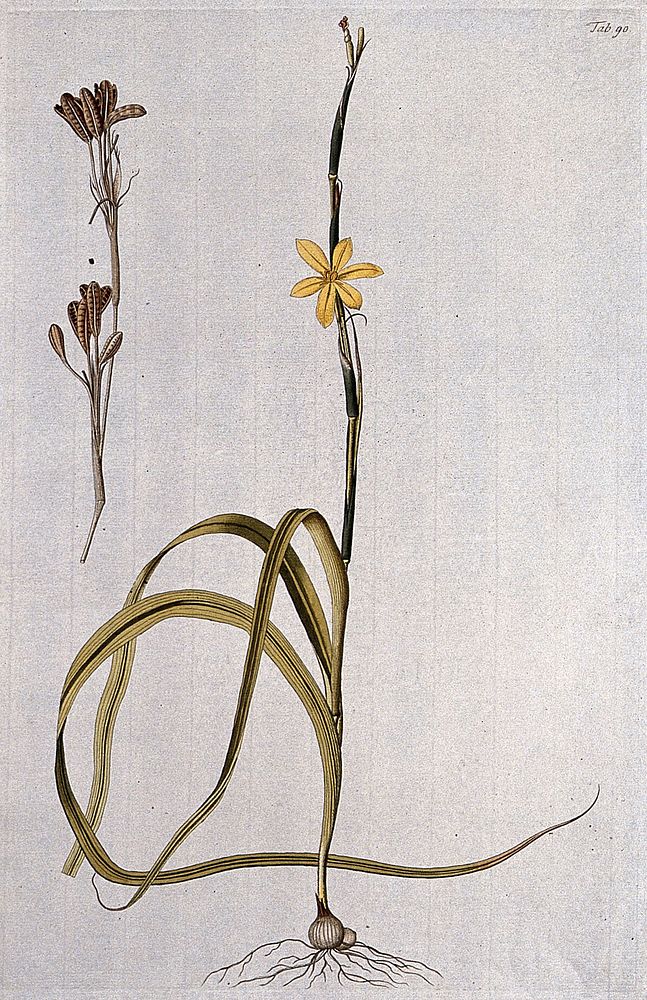 Ixia longifolia Jacq.: entire flowering plant with separate fruit and seed. Coloured engraving after F. von Scheidl, 1770.