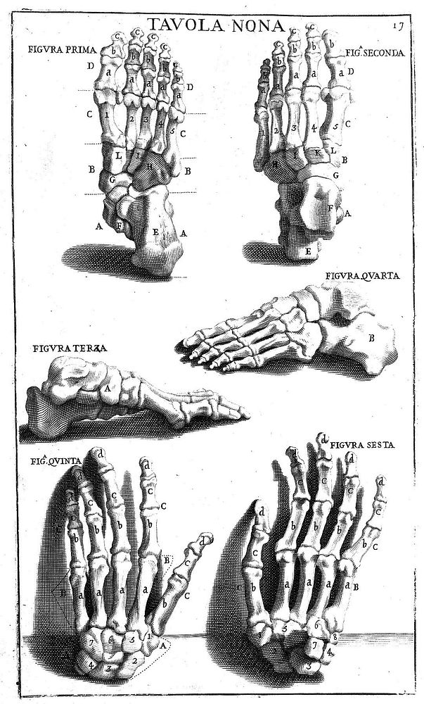 Anatomia per uso et intelligenza del disegno ricercata non solo su gl'ossi, e muscoli del corpo humano; ma dimostrata ancora…