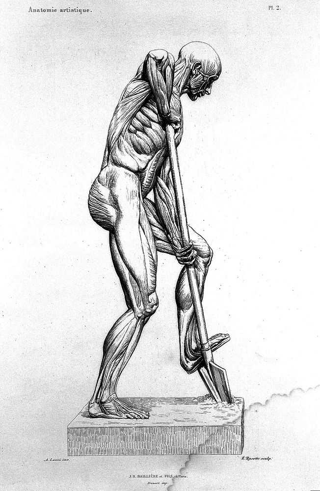 Myologie superficielle du corps humain : anatomie artistique / par Alphonse Lami.