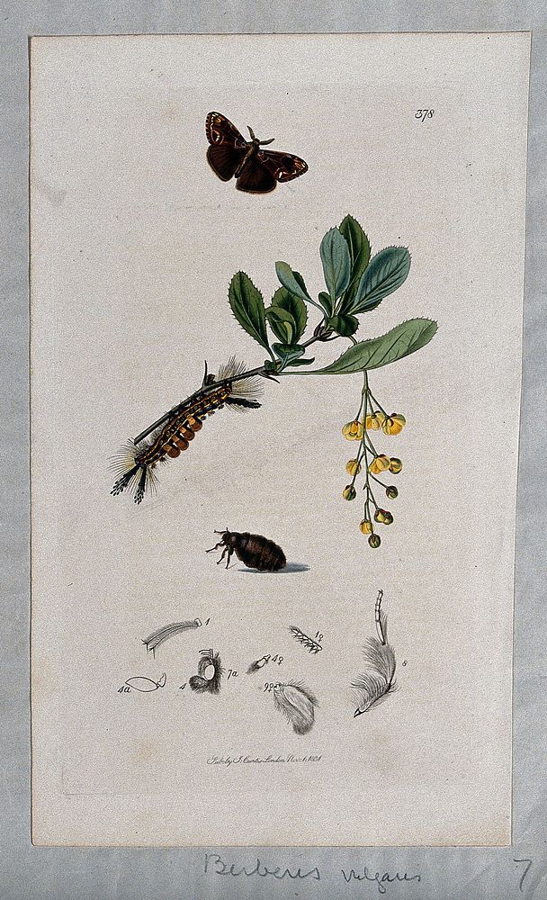 Common barberry (Berberis vulgaris) with an associated moth, its caterpillar, chrysalis and anatomical segments. Coloured…
