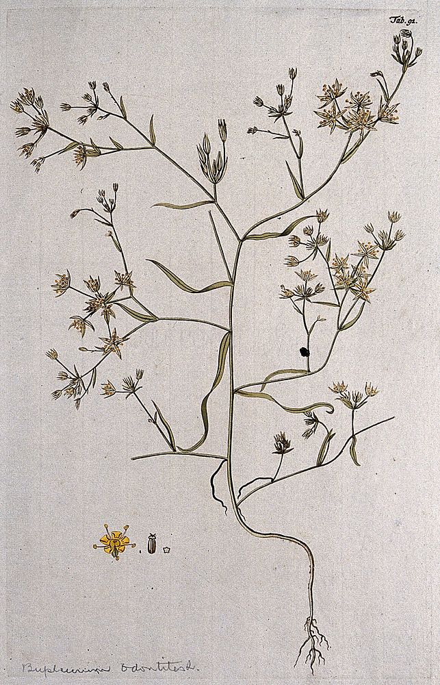Bupleurum odontites L.: entire flowering plant with separate floral segments. Coloured engraving after F. von Scheidl, 1776.