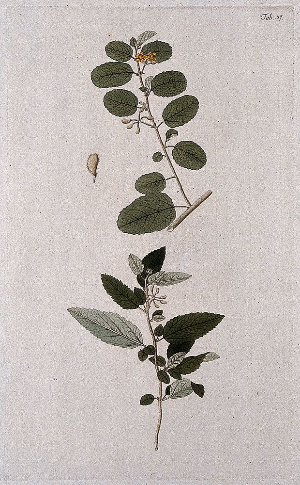 A plant (Corchorus hirsutus L.) related to jute: separate flowering and fruiting stems and single fruit. Coloured engraving…