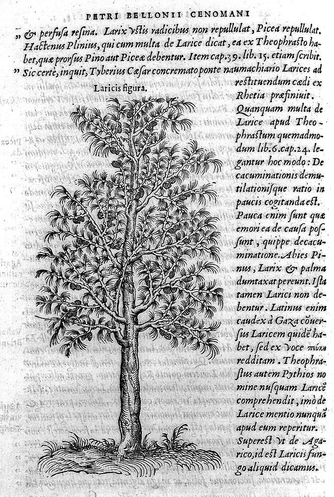 P. Bellonii Cenomani. De arboribus coniferis, resiniferis, aliis quoque nonnullis sempiterna fronde virentibus, com earundem…
