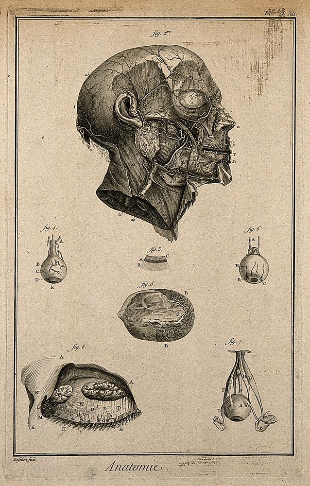 The arteries of the head after Haller; the eye, after Ruysch, Cowper and Bidloo. Engraving by A.J. Defehrt, 1762.