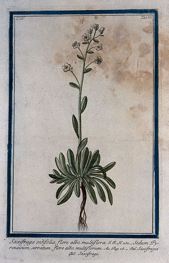 Saxifrage or rockfoil (Saxifraga sp.): entire flowering plant. Coloured etching by M. Bouchard, 177-.
