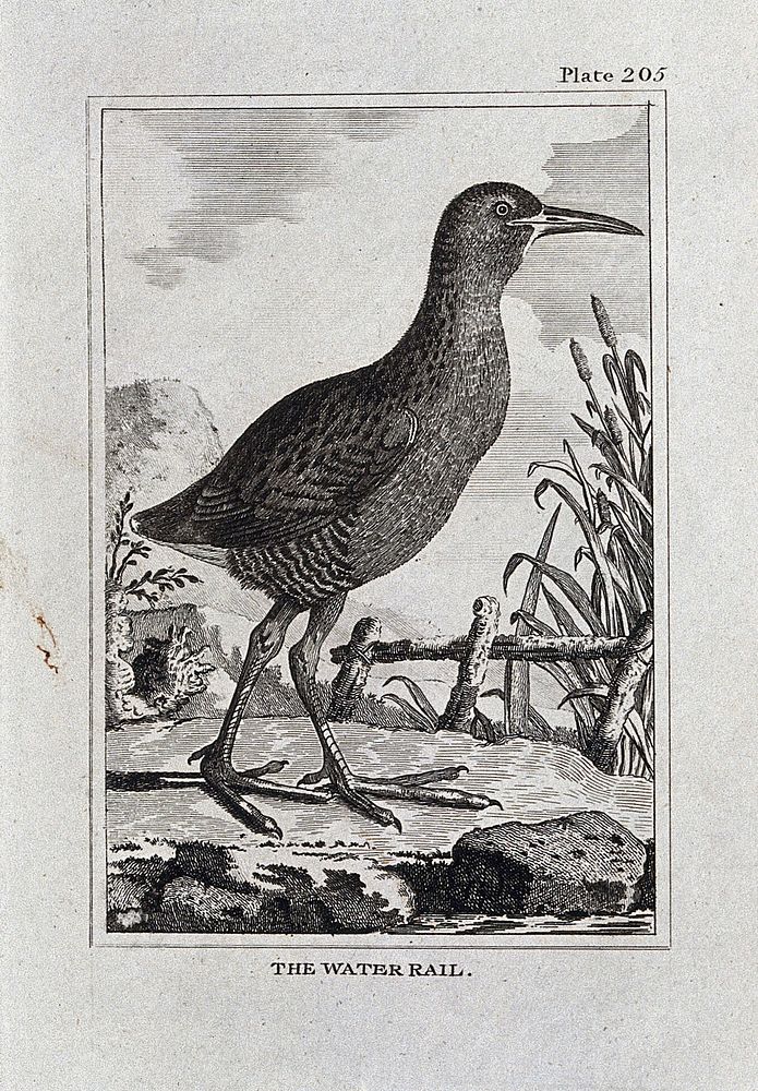 A water rail bird. Etching with engraving.
