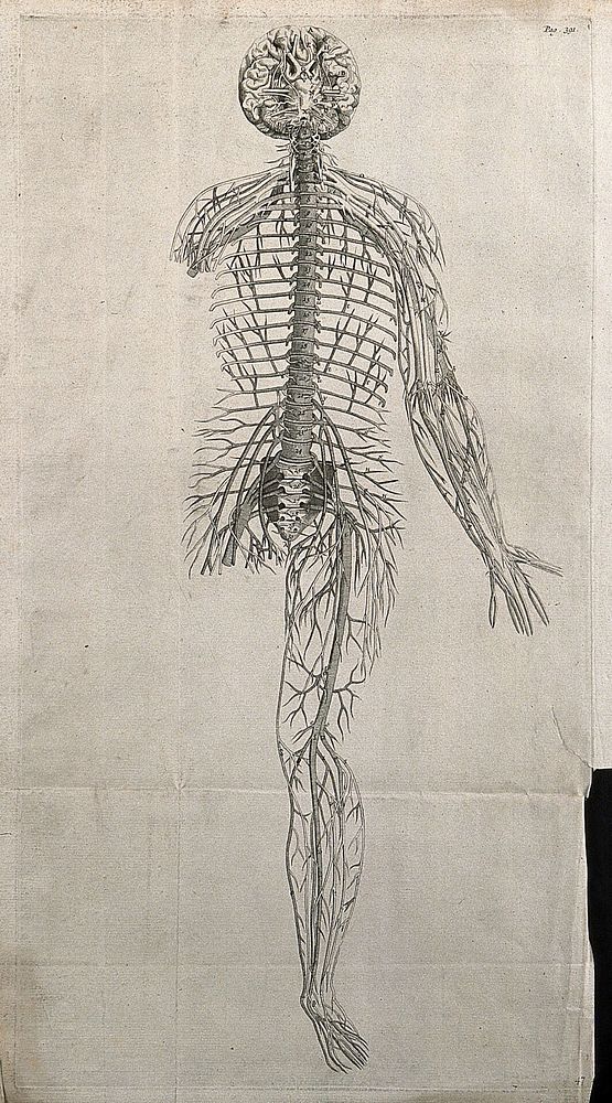 The nervous system of the human body. Engraving by J. Wandelaar, 1726, after a woodcut, 1543.