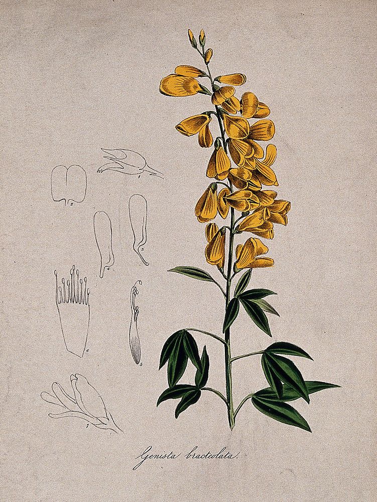 A broom plant (Genista stylosa): flowering stem and floral segments. Coloured lithograph after M. A. Burnett, c. 1847.