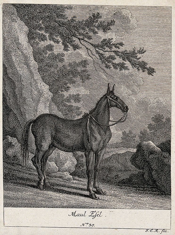 A mule wearing only a halter standing in a mountainous landscape. Etching by J. E. Ridinger.