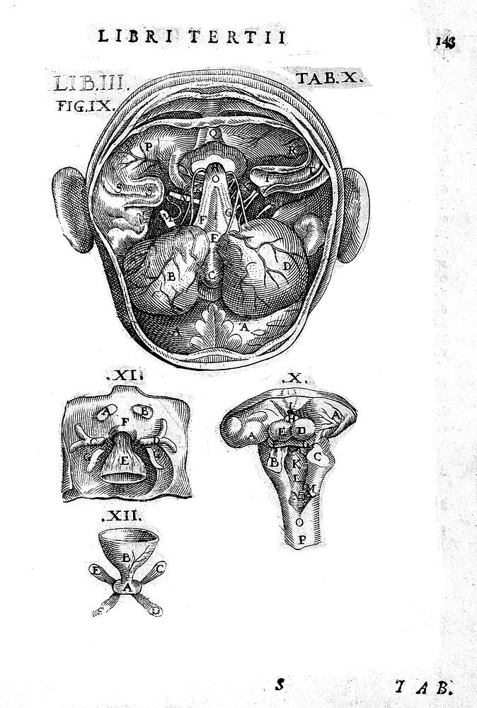 Theatrum anatomicum Caspari Bauhini Basileen. Archiatri infinitis locis auctum, ad morbos accommodatum & ab erroribus ab…