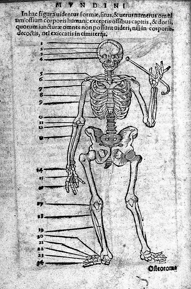 Anatomia Mundini, ad vetustissimorum, erundemque [sic] aliquot manu scriptorum, codicum fidem collata, justoque suo ordini…