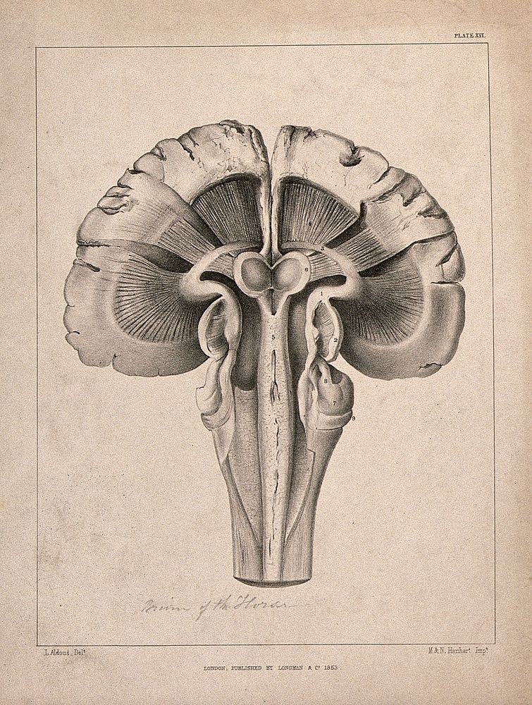 Brain of a horse : cross-section. Lithograph by L. Aldous, 1853.