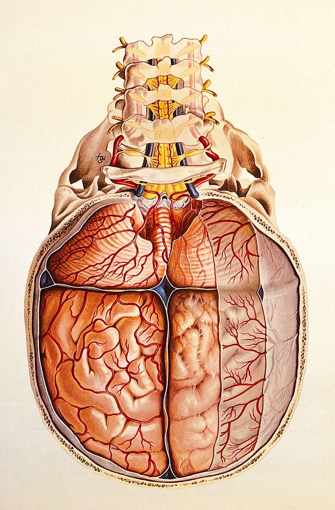 Brain: base and meninges. Colour lithograph by Brocades Great Britain Ltd.