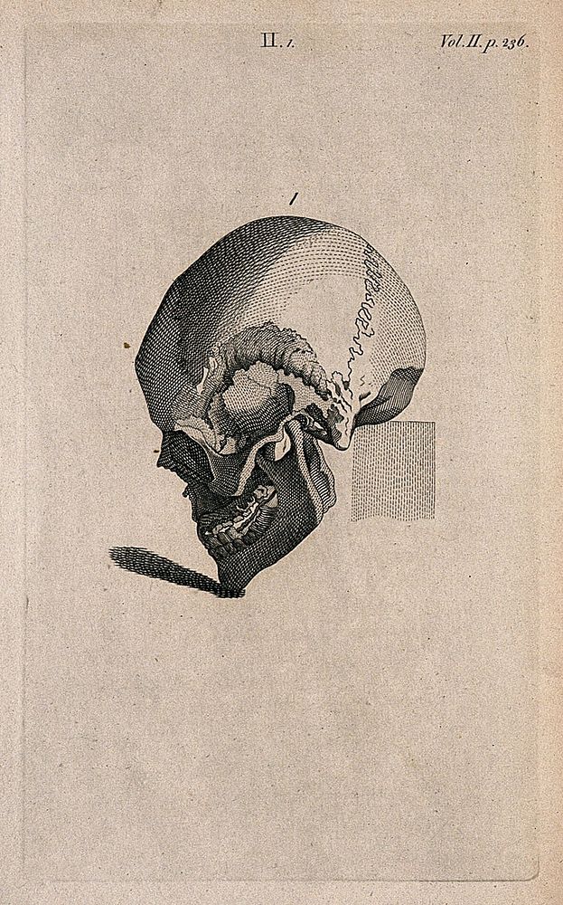 Human skull with chin tilted downward: Line engraving, 1780/1800.