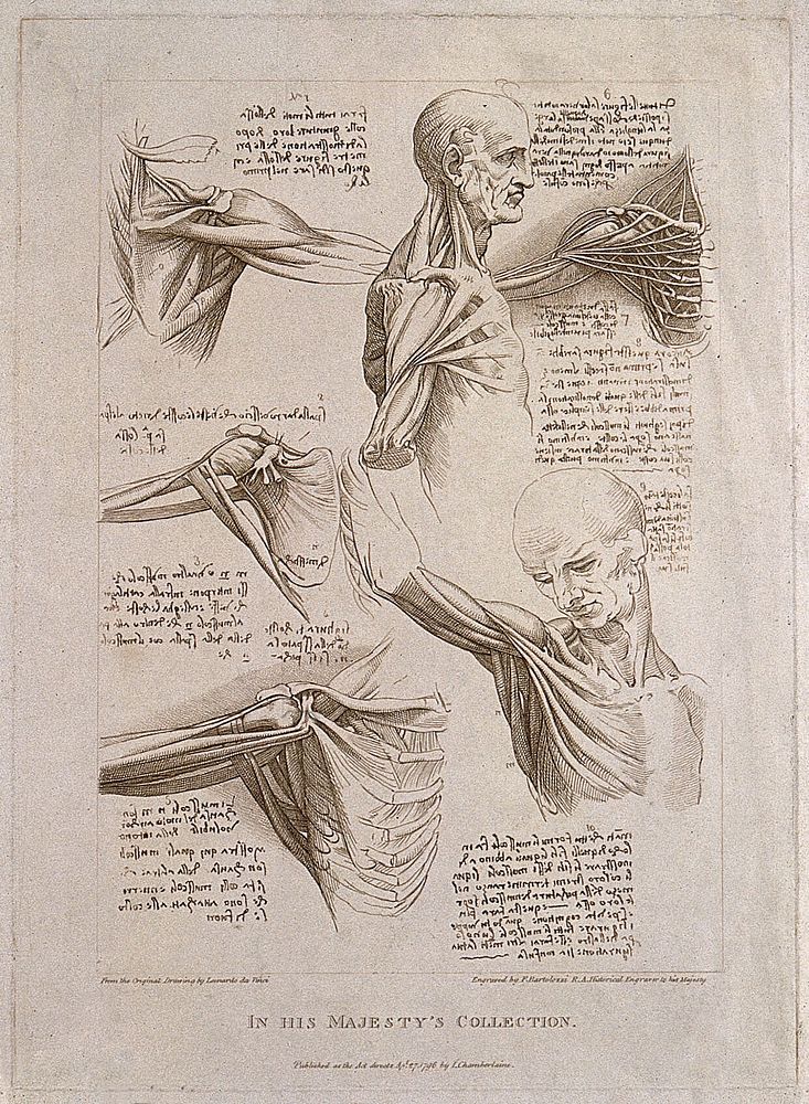 Muscles of upper limbs, thorax, head and neck: six figures. Engraving, 1796.