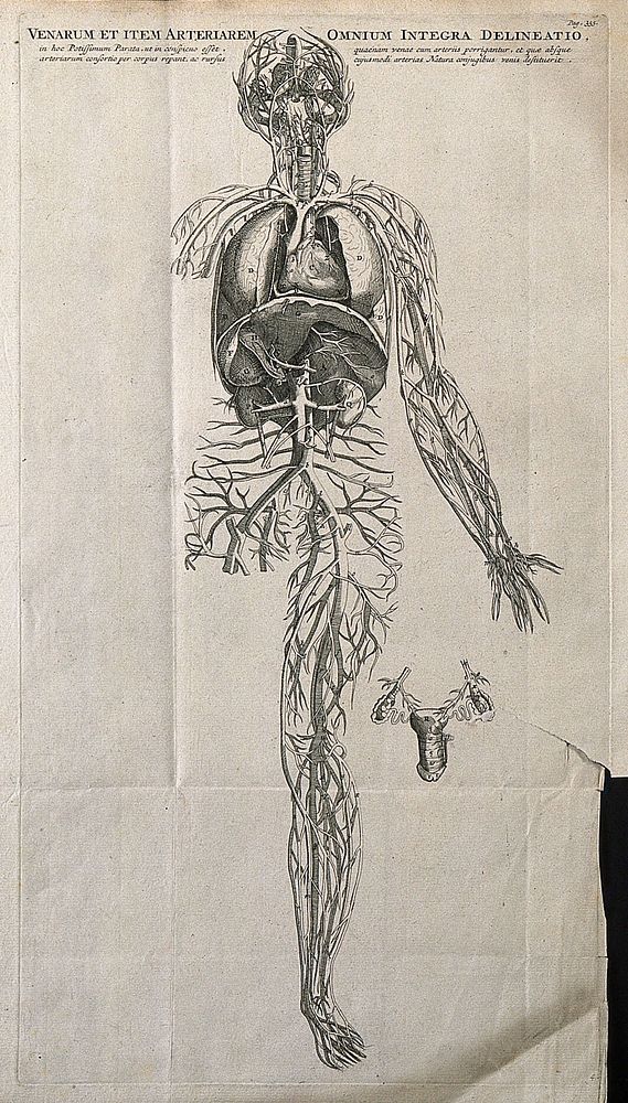The venous and arterial system of the human body. Engraving by J. Wandelaar, 1726, after a woodcut, 1543.