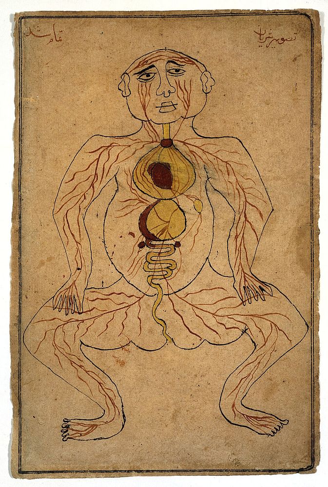 Viscera and arteries. Watercolour drawing by a Persian artist.