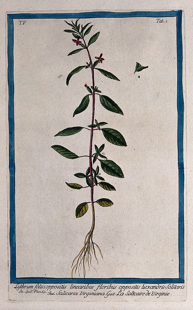 Lythrum lineare: entire flowering and fruiting plant with separate flower, fruit and seed. Coloured etching by M. Bouchard…