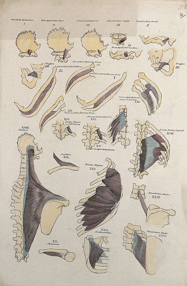 Costal and shoulder muscles: 24 figures. Pen and ink drawing with watercolour, 1830/1835, after line engraving by A. Bell…