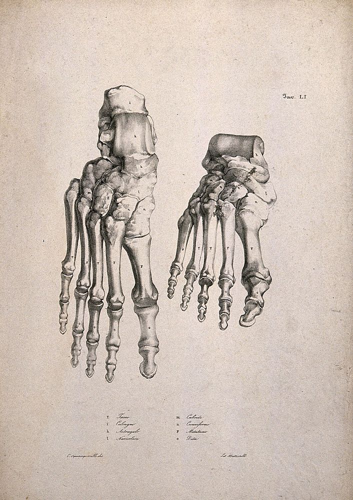 Bones of the feet: two figures. Lithograph by Battistelli after C. Squanquerillo, 1840.