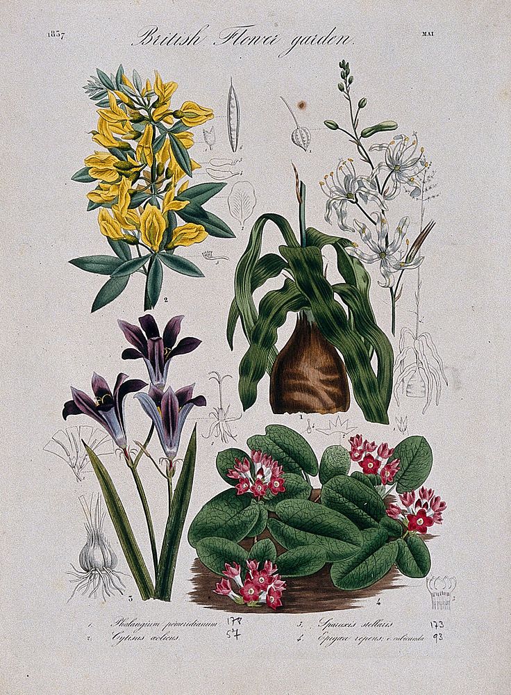 Four British garden plants: flowering stems and floral segments. Coloured etching, c. 1837.