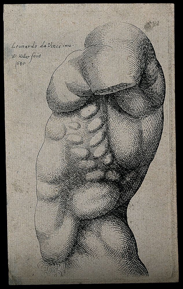 A male torso without an arm, in left profile view. Etching by Wenceslaus Hollar after Leonardo da Vinci, 1645.