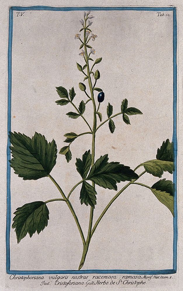 Herb Christopher (Actaea spicata L.): flowering and fruiting stem. Coloured etching by M. Bouchard, 1778.