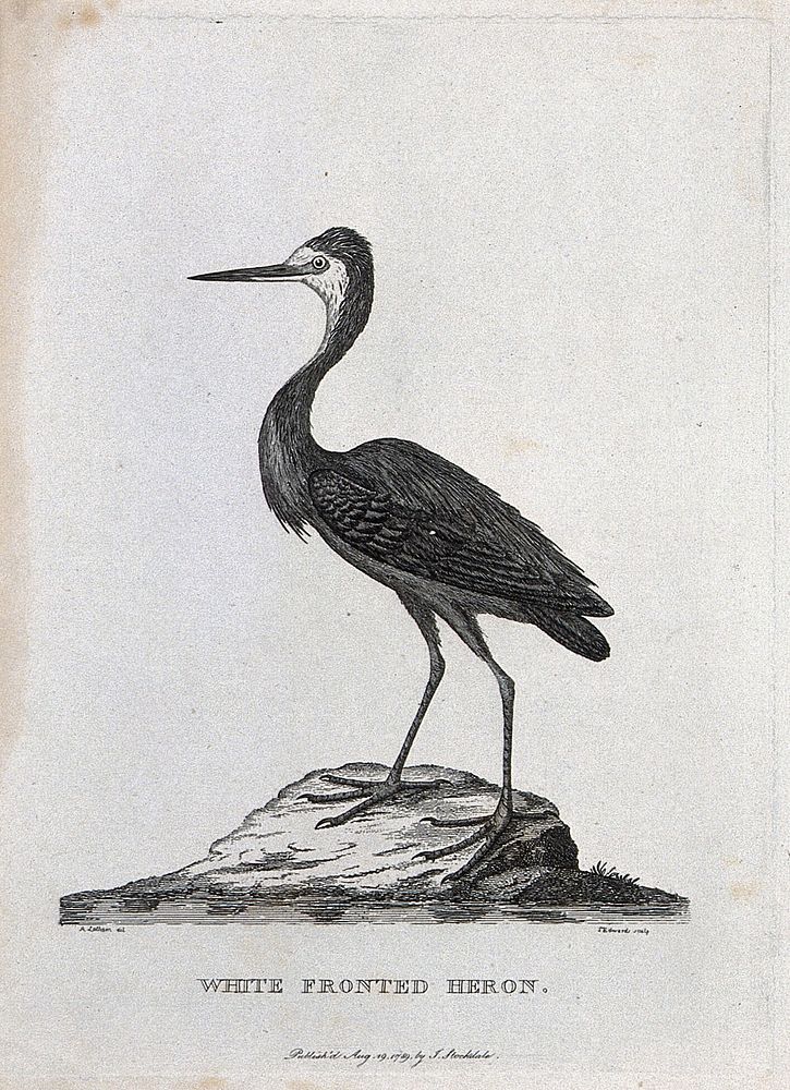 A white fronted heron. Etching by S. T. Edwards after A. Latham.