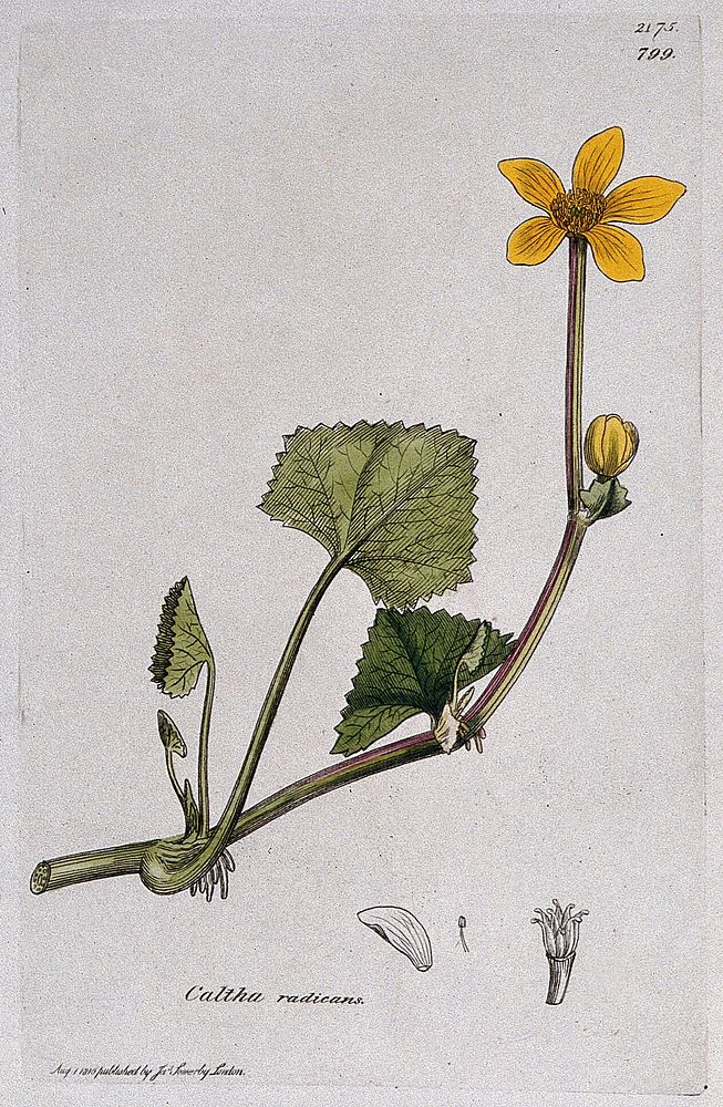 A plant (Caltha radicans) related to kingcups: flowering stem and floral segments. Coloured engraving after J. Sowerby, 1810.